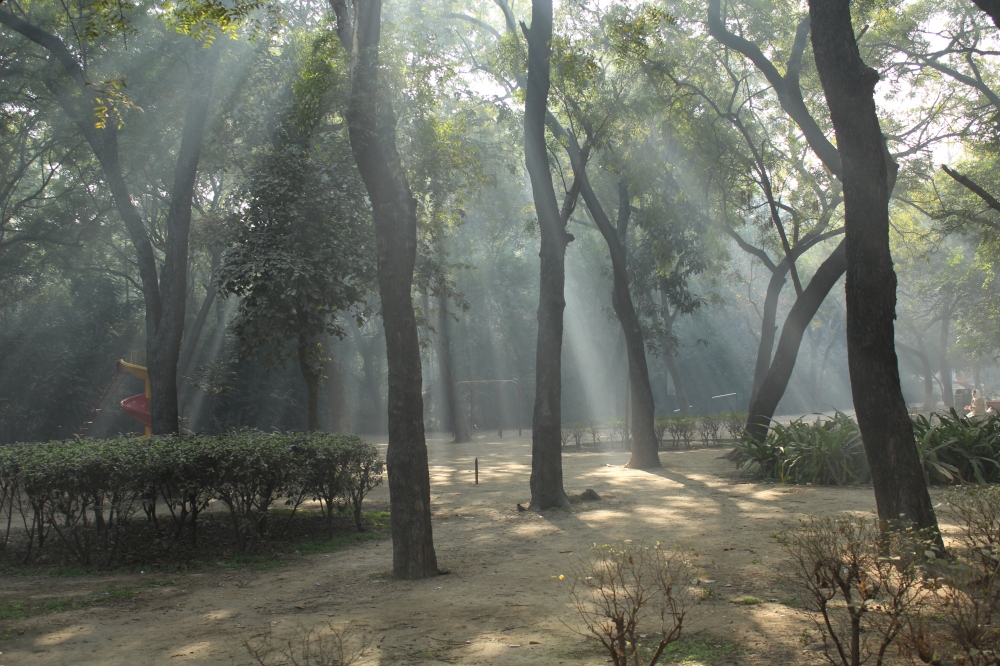 sunlight-streaming-trees-nature-Atiyab